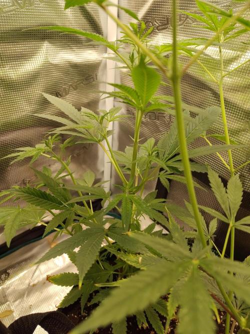 White Label – White Widow Cutling #2. Week 4