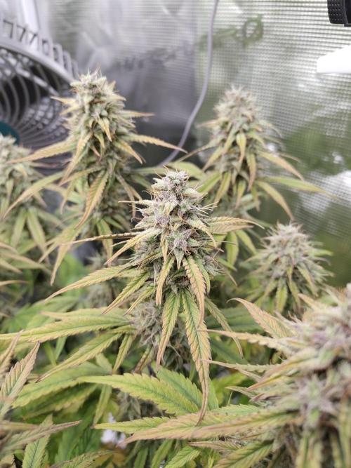 Fast Buds – Jack Herer Automatic. Week 10