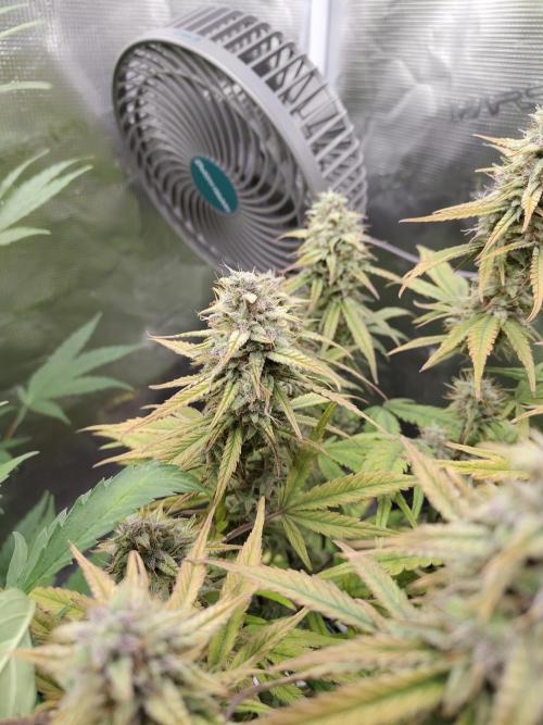 Fast Buds – Jack Herer Automatic. Week 10