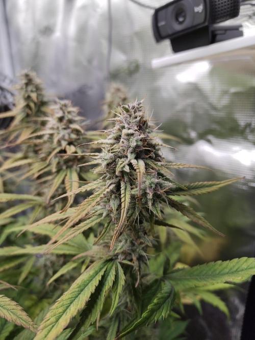 Fast Buds – Jack Herer Automatic. Week 10