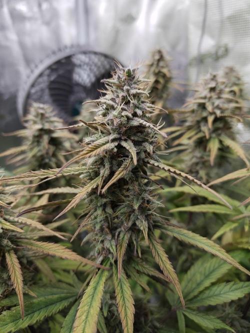 Fast Buds – Jack Herer Automatic. Week 10