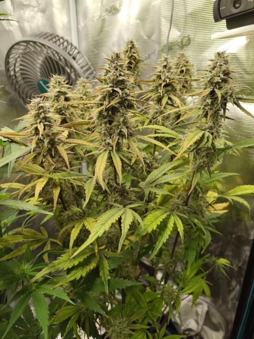 Fast Buds – Jack Herer Automatic. Week 10