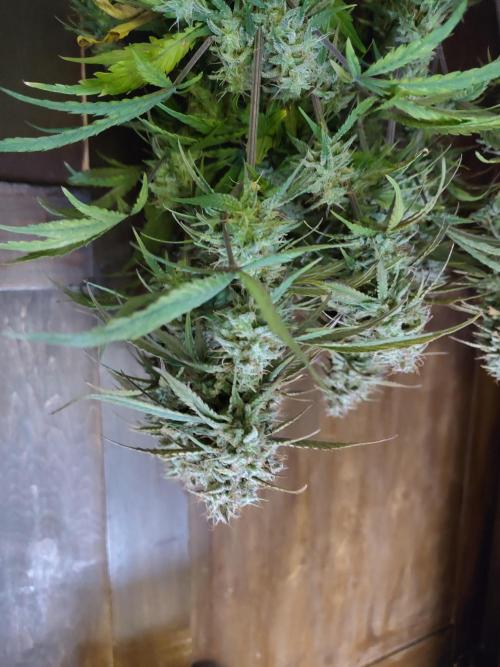 Fast Buds – Jack Herer Automatic. Week 11