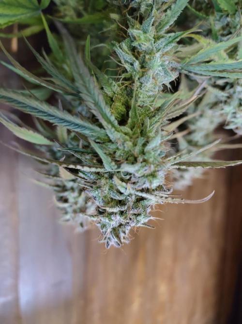 Fast Buds – Jack Herer Automatic. Week 11