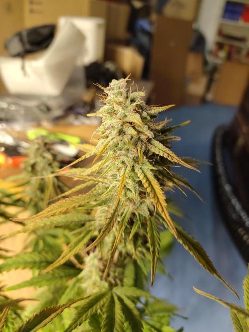 Fast Buds – Jack Herer Automatic. Week 11