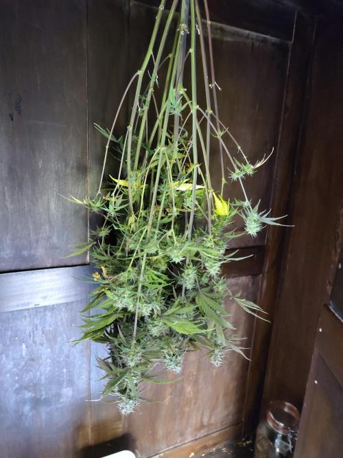 Fast Buds – Jack Herer Automatic. Week 11