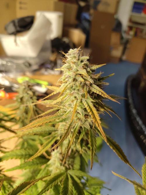 Fast Buds – Jack Herer Automatic. Week 11