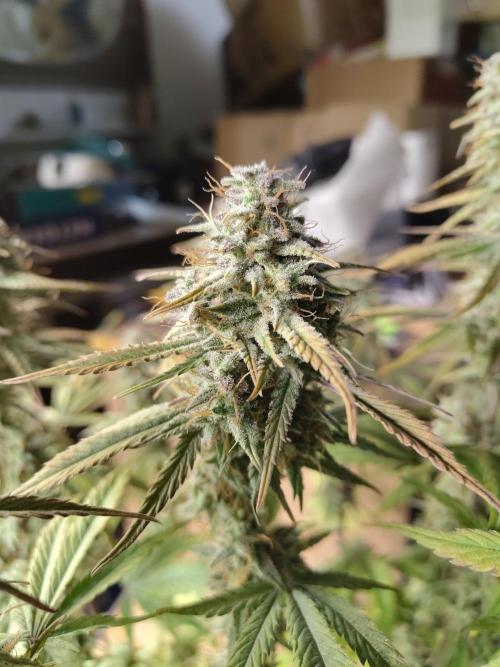 Fast Buds – Jack Herer Automatic. Week 11