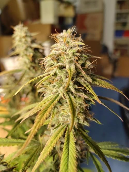 Fast Buds – Jack Herer Automatic. Week 11