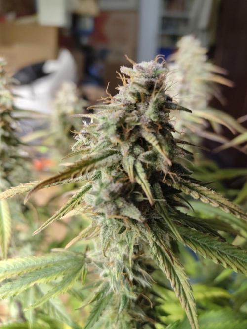 Fast Buds – Jack Herer Automatic. Week 11