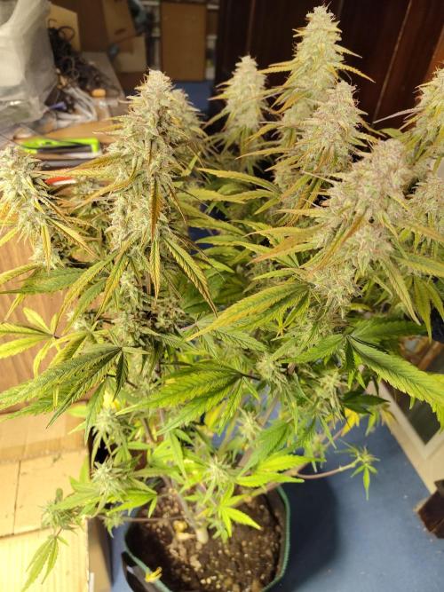 Fast Buds – Jack Herer Automatic. Week 11