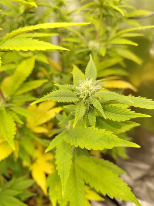 White Label – White Widow. Week 15