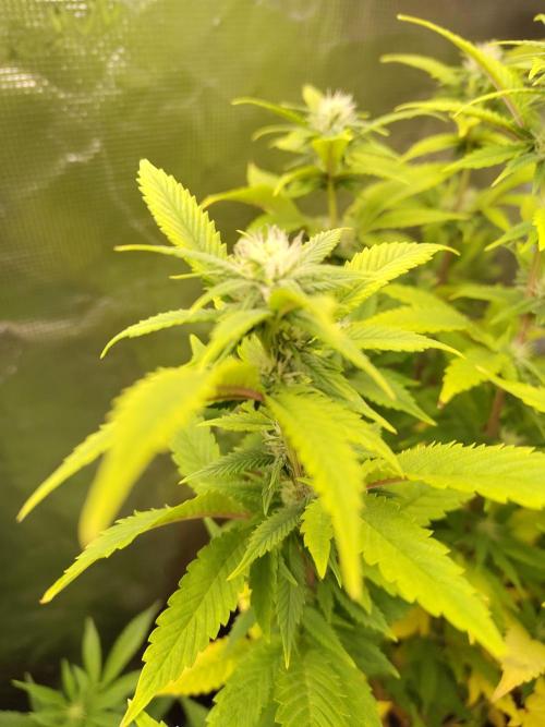 White Label – White Widow. Week 15