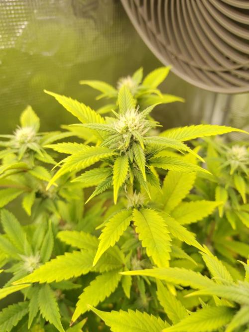 White Label – White Widow. Week 15