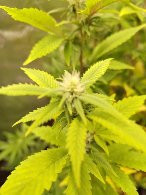 White Label – White Widow. Week 15