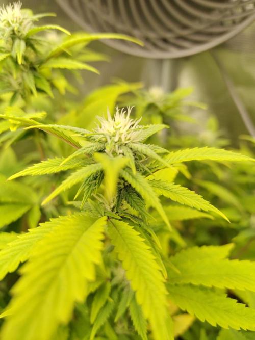 White Label – White Widow. Week 15