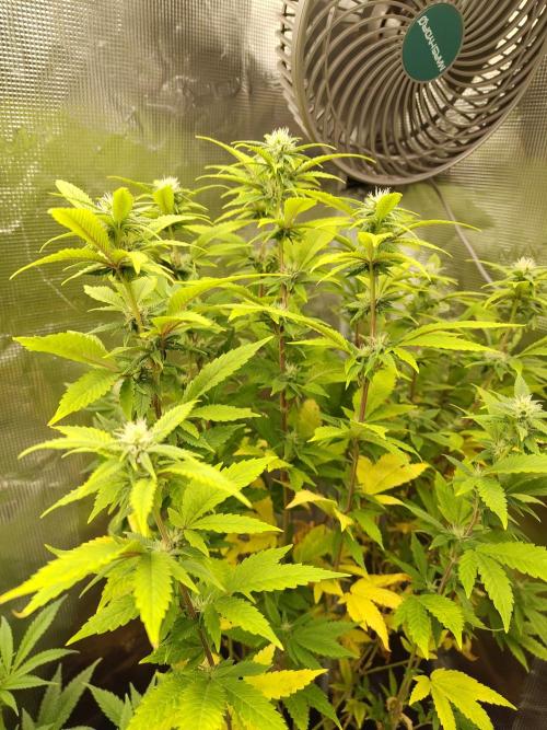 White Label – White Widow. Week 15