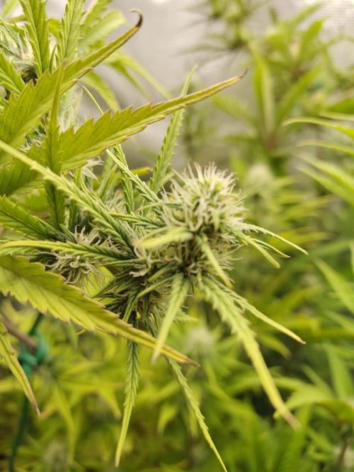 Big Bud cutlings. Week 8