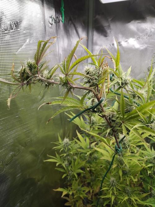 Big Bud cutlings. Week 8