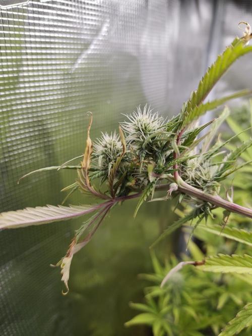 Big Bud cutlings. Week 8