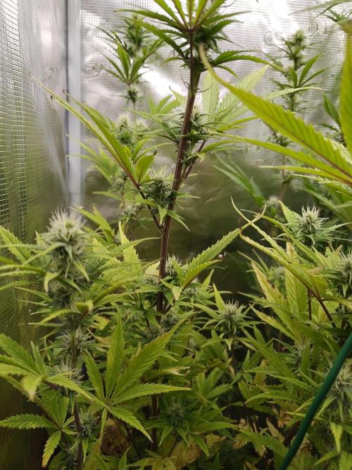 Big Bud cutlings. Week 8