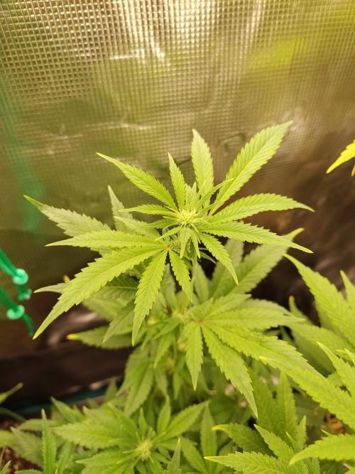 White Widow Cutling #1. Week 8