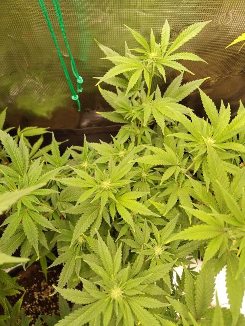 White Widow Cutling #1. Week 8