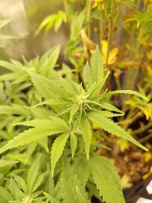 White Widow Cutling #1. Week 8