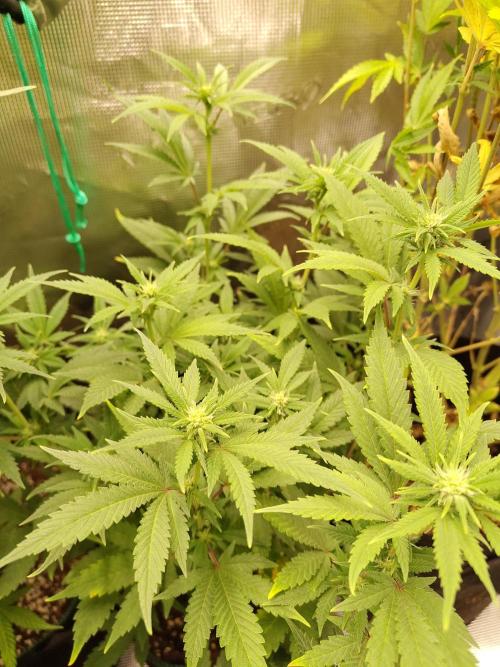 White Widow Cutling #1. Week 8