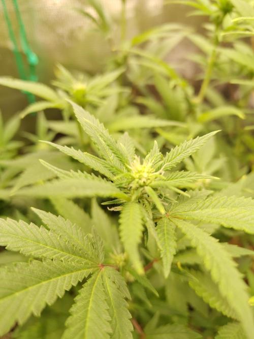 White Widow Cutling #1. Week 8