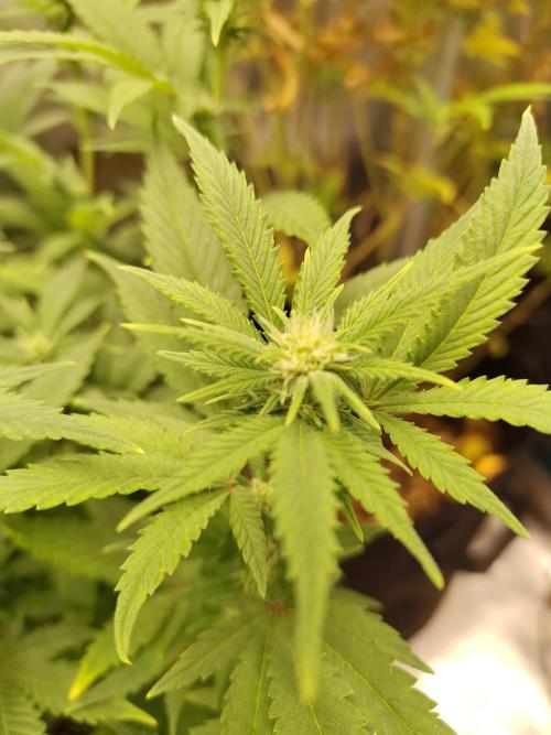 White Widow Cutling #1. Week 8