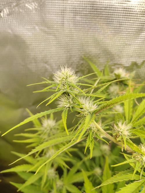 Sensi Seeds - Big Bud Cutlings #2 #3 #4. Week 5
