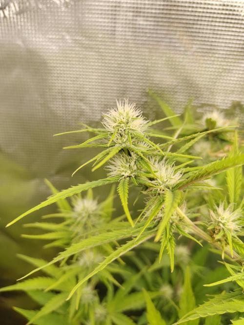 Sensi Seeds - Big Bud Cutlings #2 #3 #4. Week 5