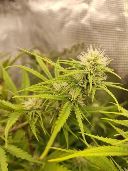 Sensi Seeds - Big Bud Cutlings #2 #3 #4. Week 5