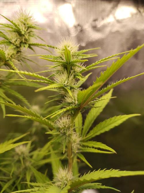 Sensi Seeds - Big Bud Cutlings #2 #3 #4. Week 5