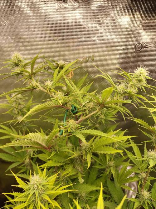 Sensi Seeds - Big Bud Cutlings #2 #3 #4. Week 5