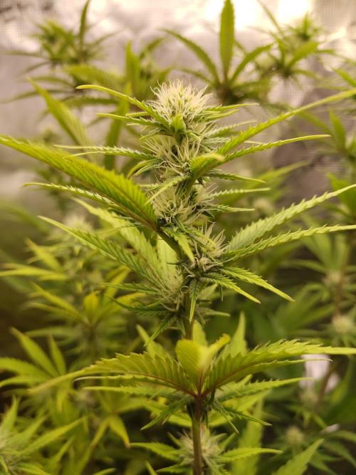 Sensi Seeds - Big Bud Cutlings #2 #3 #4. Week 5