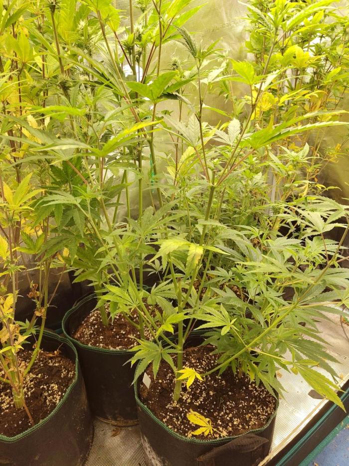 White Label – White Widow Cutling #2. Week 5