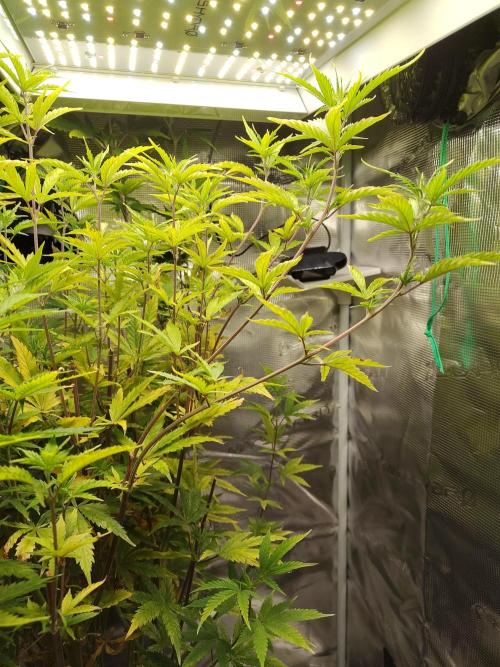 Sensi Seeds – Big Bud. Week 14