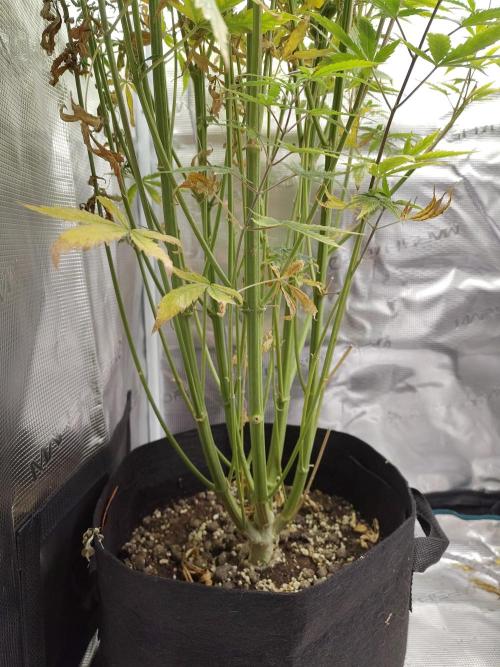 Sensi Seeds – Big Bud. Week 14