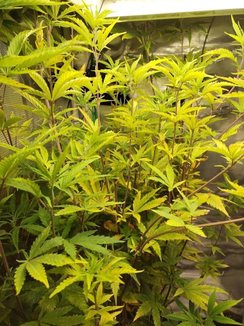 Sensi Seeds – Big Bud. Week 14