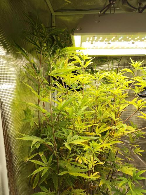 Sensi Seeds – Big Bud. Week 14