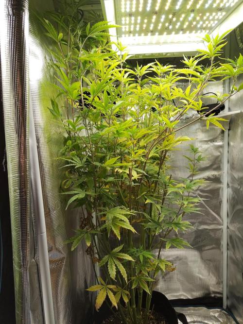 Sensi Seeds – Big Bud. Week 14