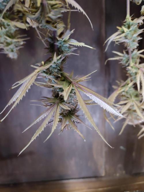 Big Bud cutlings. Week 12