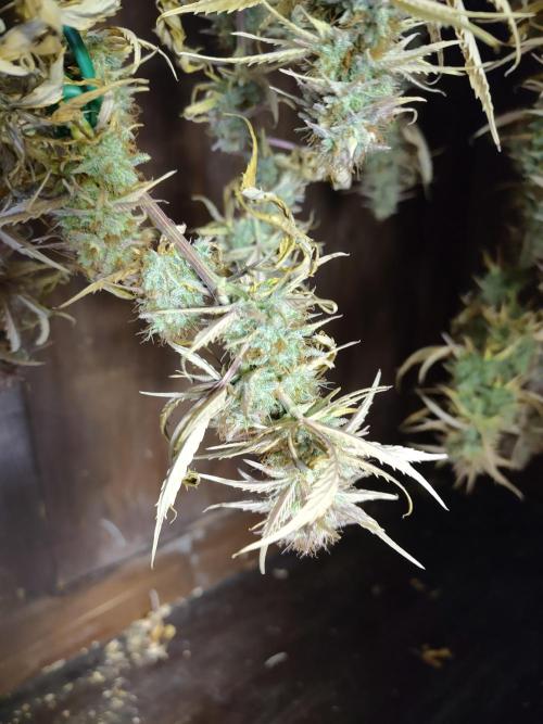 Big Bud cutlings. Week 12