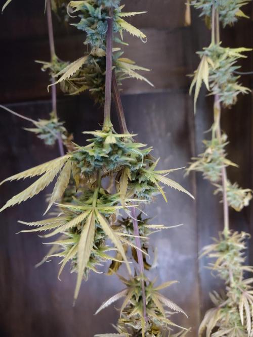 Big Bud cutlings. Week 12