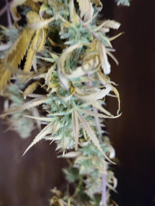 Big Bud cutlings. Week 12