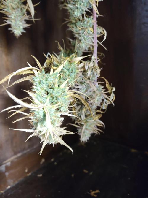 Big Bud cutlings. Week 12