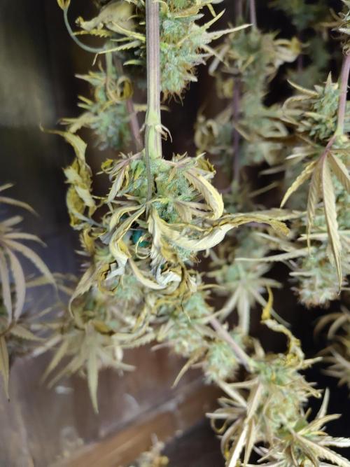 Sensi Seeds - Big Bud Cutlings #2 #3 #4. Week 12