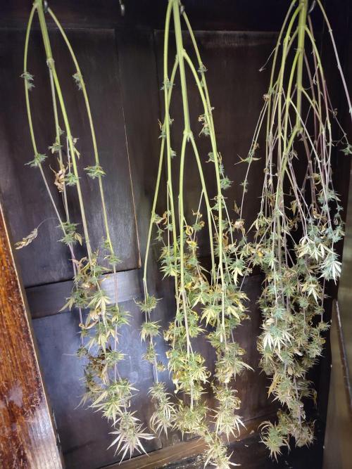 Sensi Seeds - Big Bud Cutlings #2 #3 #4. Week 12